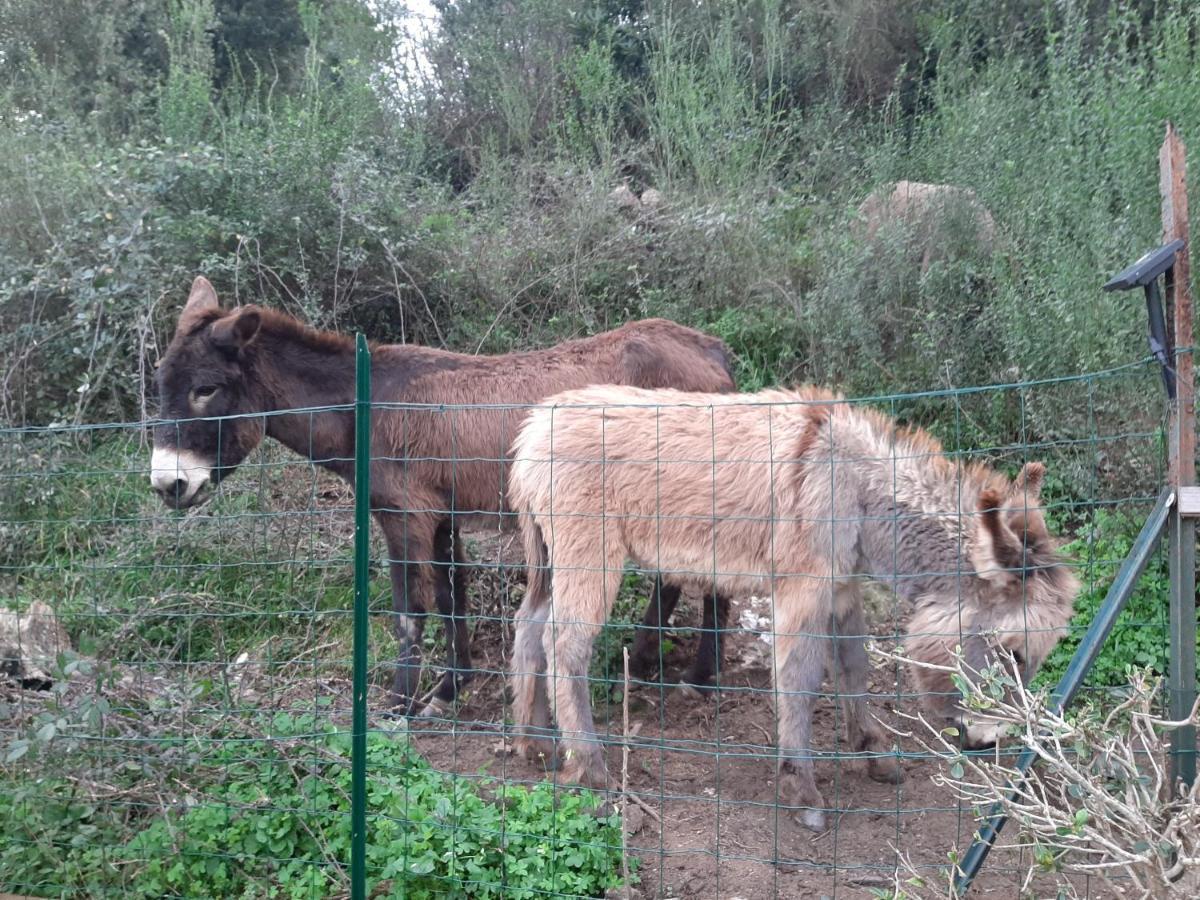Ribellu Villa Bastia  Bagian luar foto